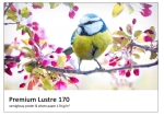 Papier Fomei PREMIUM LUSTRE 170 (10 x15 / 20+5) 2