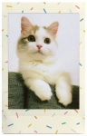 FujiFilm Papier Instax mini Sprinkles 10 sztuk