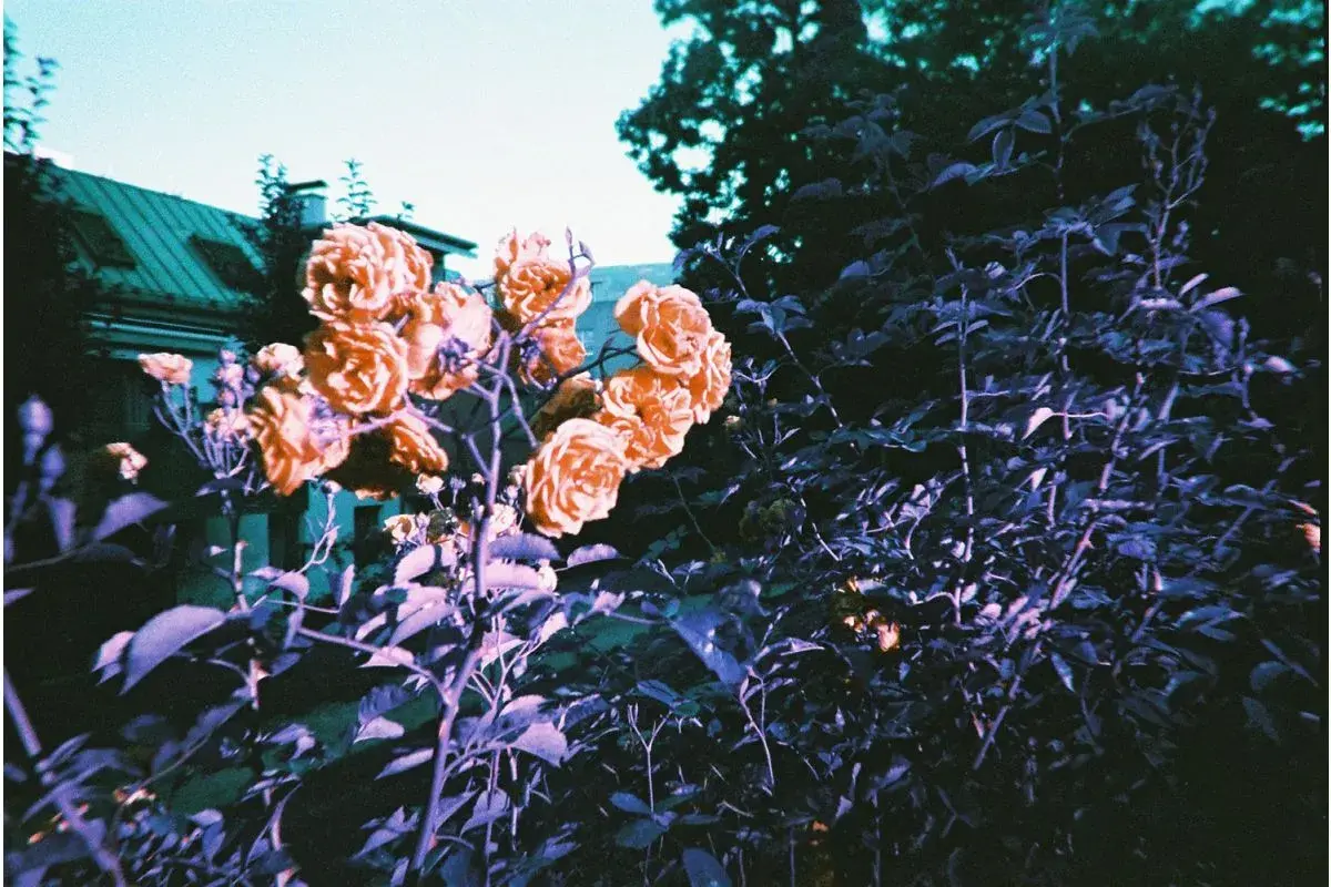 Lomography Simple Use Film Camera Colour Negative 400-1