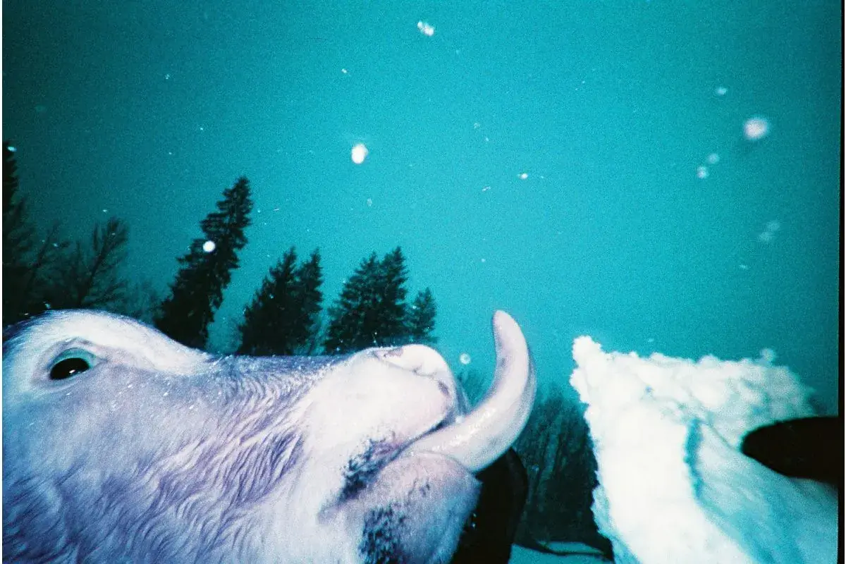 Lomography Simple Use Film Camera Colour Negative 400 -2