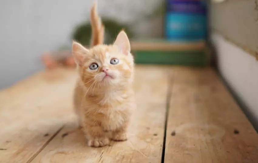 aparat-sony-a6100-16-50-mm-f-3-5-5-6-oss-czarny