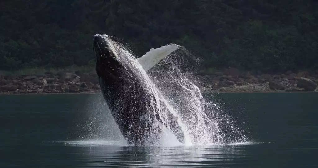 aparat-sony-a6600-18-135-mm-f-3-5-5-6-oss