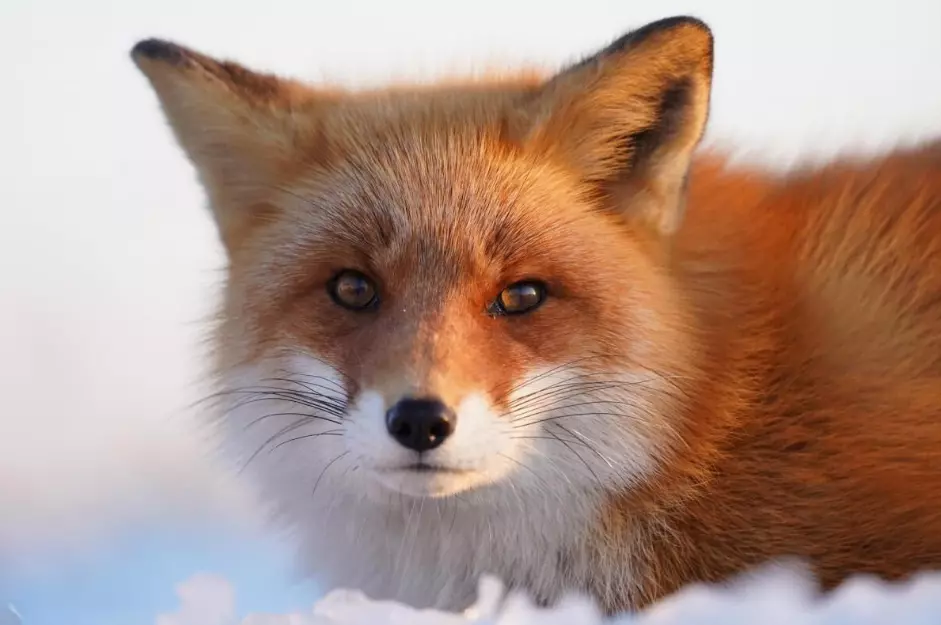 aparat-sony-a7-iii-fe-24-105-mm-f4-g-oss-ilce7m3