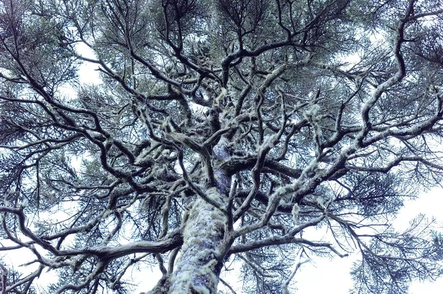 panasonic-lumix-s5ii-50-mm-f-1-8-dc-s5m2ce