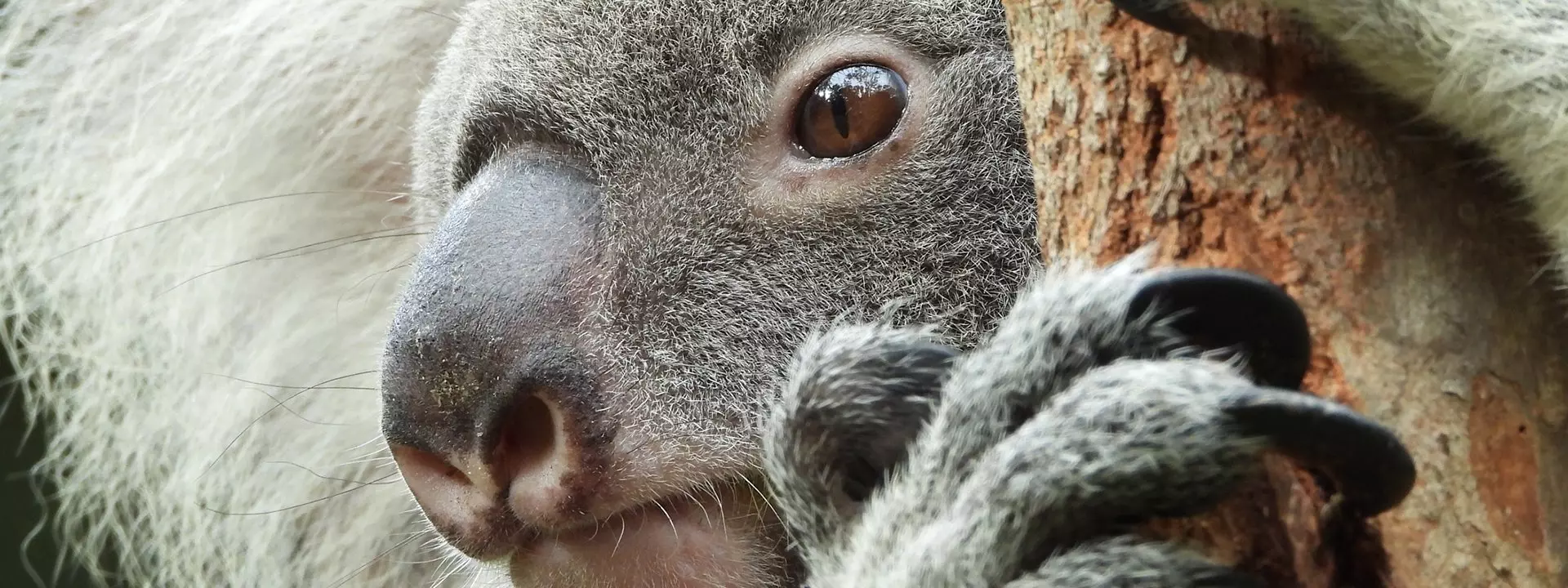 Aparat Nikon Coolpix P1000