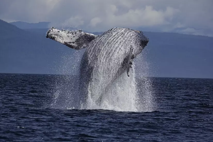 aparat-sony-dsc-rx10-iv-dscrx10m4-ce3