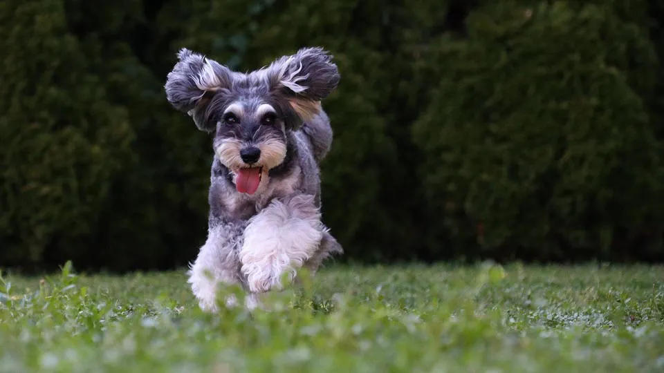 Canon EOS M50 Mark II body czarny