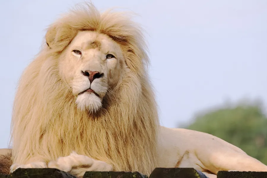 Canon EF 70-300 mm f/4-5.6 L IS USM