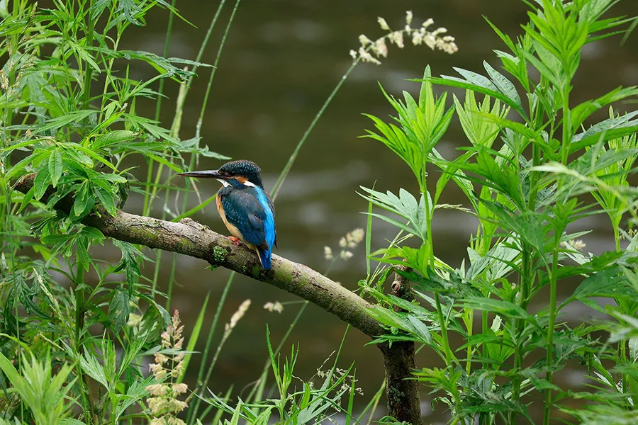 Canon RF 100-400 mm f/5.6-8 IS USM