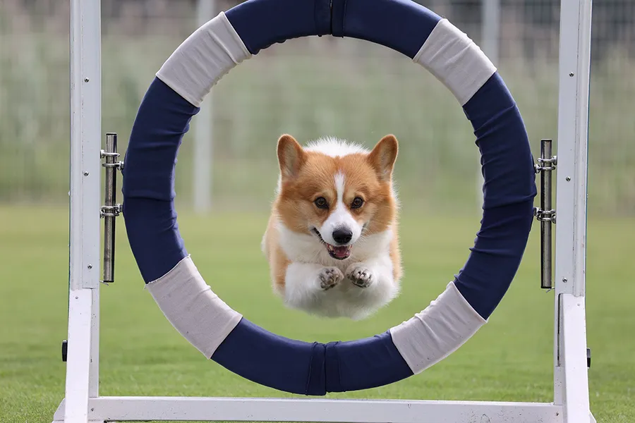 Canon RF 100-400 mm f/5.6-8 IS USM