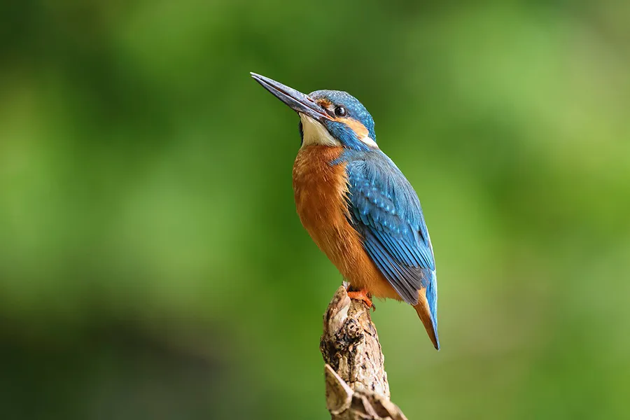 Canon RF 100-500 mm f/4.5-7.1 L IS USM