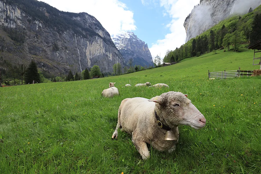 Canon RF 15-35 mm f/2.8 L IS USM