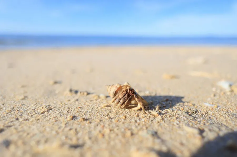 Canon RF 16 mm f/2.8 STM