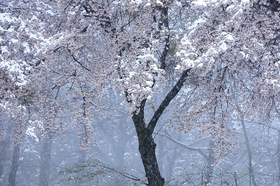 Canon RF 24-240 mm f/4-6.3 IS USM