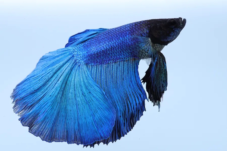 Canon RF 35 mm f/1.8 Macro IS STM