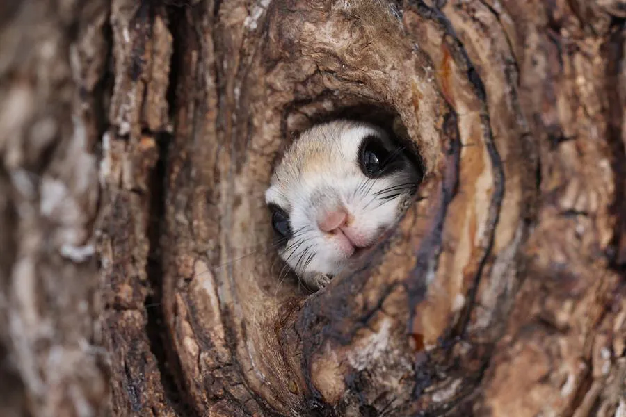 Canon RF 400 mm f/2.8 L IS USM