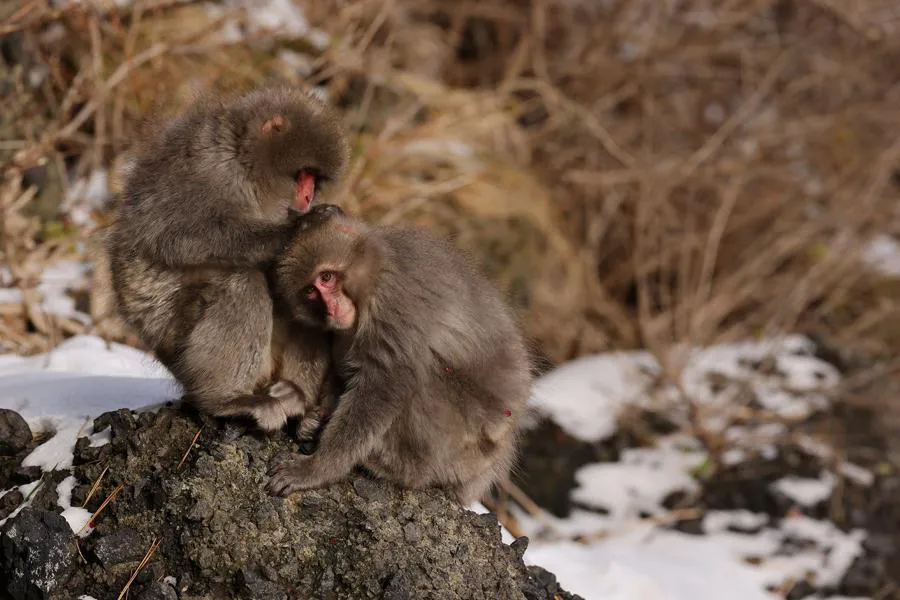 Canon RF 400 mm f/2.8 L IS USM