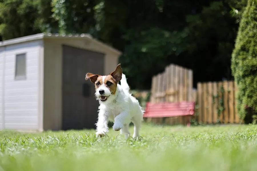 Canon RF 50 mm f/1.8 STM