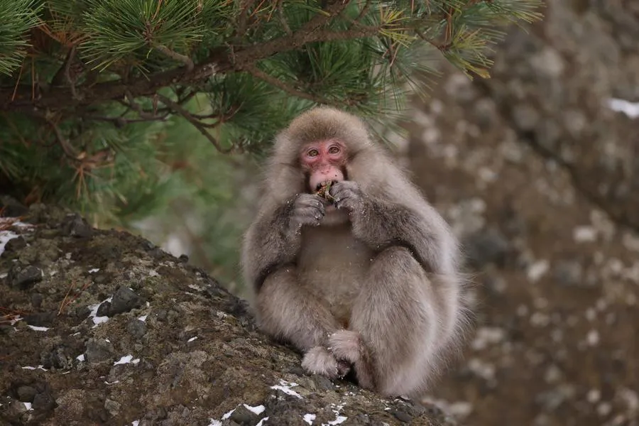 Canon RF 600 mm f/4 L IS USM