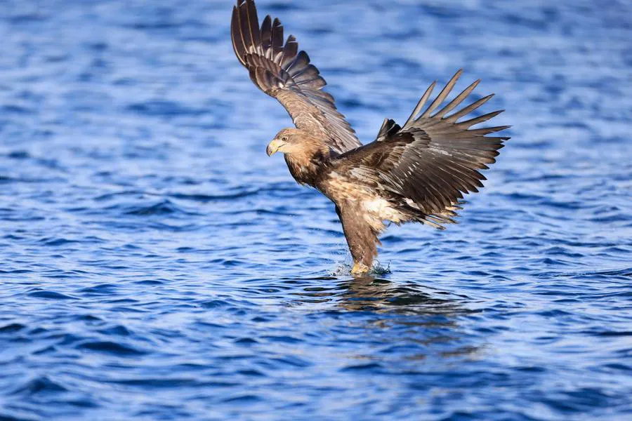 Canon RF 600 mm f/4 L IS USM