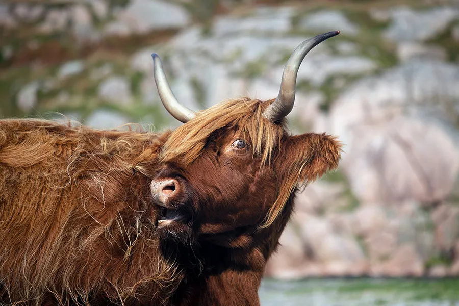 Canon RF 70-200 mm f/4 L IS USM