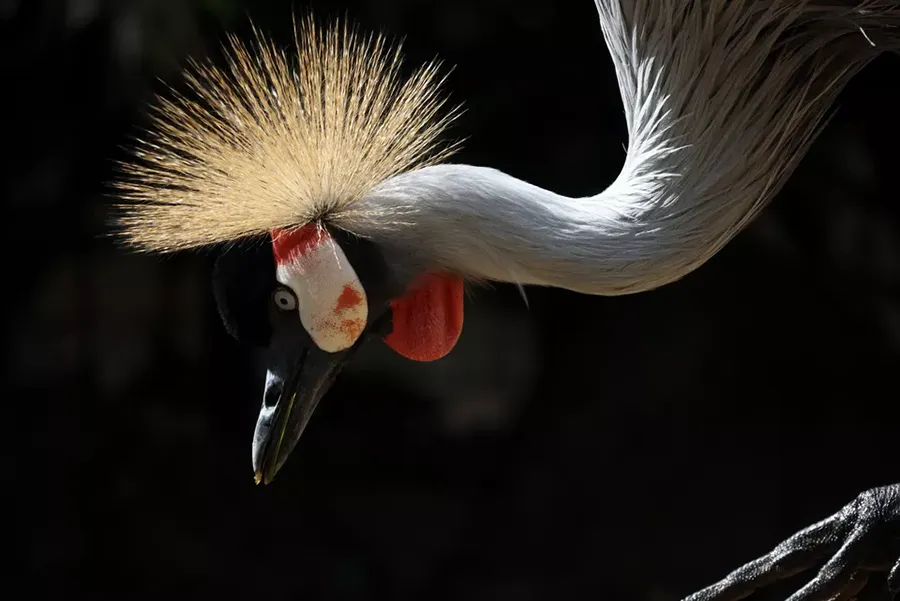 Canon RF 800 mm f/11 IS STM