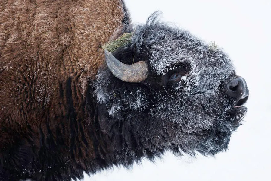 Canon RF 800 mm f/5.6 L IS USM