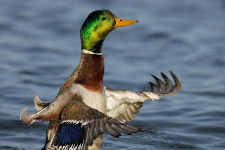 Canon RF 800 mm f/5.6 L IS USM