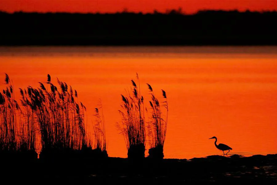 Canon RF 800 mm f/5.6 L IS USM