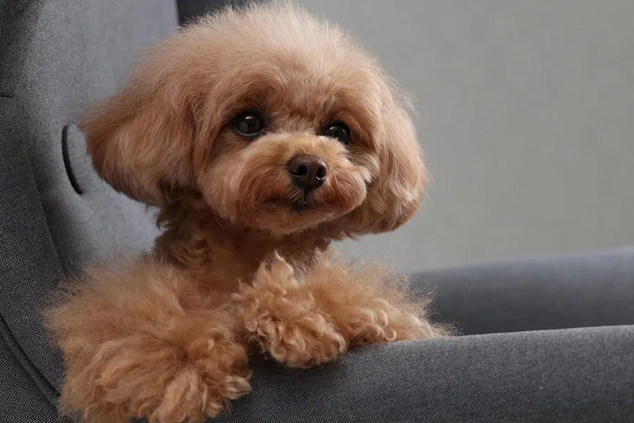 Canon RF-S 18-150 mm f/3.5-6.3 IS STM