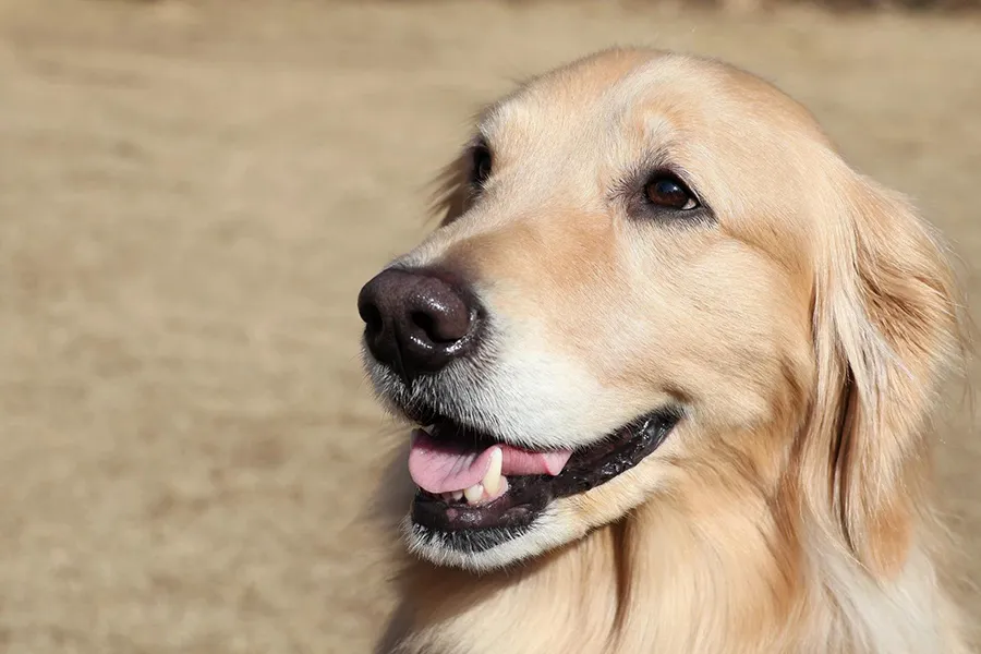 Canon RF-S 18-150 mm f/3.5-6.3 IS STM