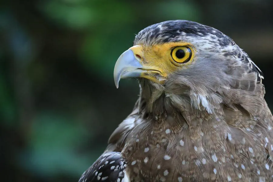 Canon RF-S 55-210 mm f/5-7.1 IS STM