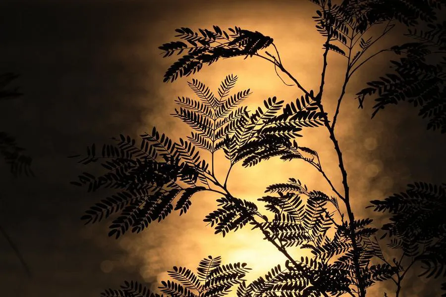 Canon RF-S 55-210 mm f/5-7.1 IS STM