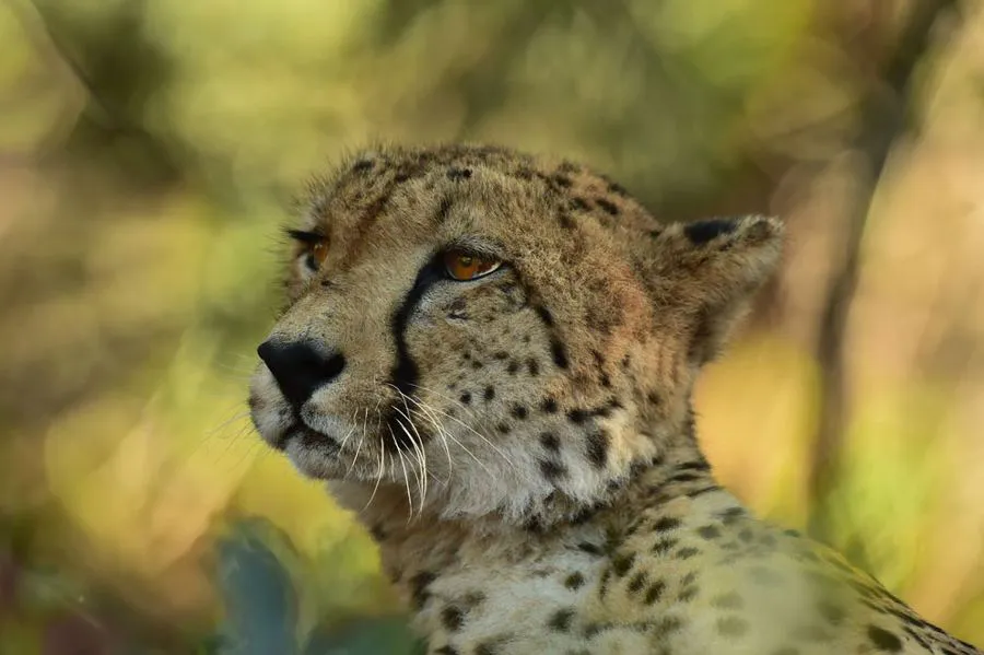 Nikon AF-S Nikkor 600 mm f/4E FL ED VR