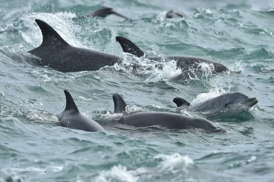 Nikon AF-S Nikkor 600 mm f/4E FL ED VR