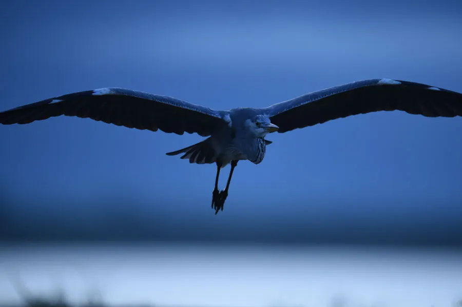 Nikon AF-S Nikkor 600 mm f/4E FL ED VR