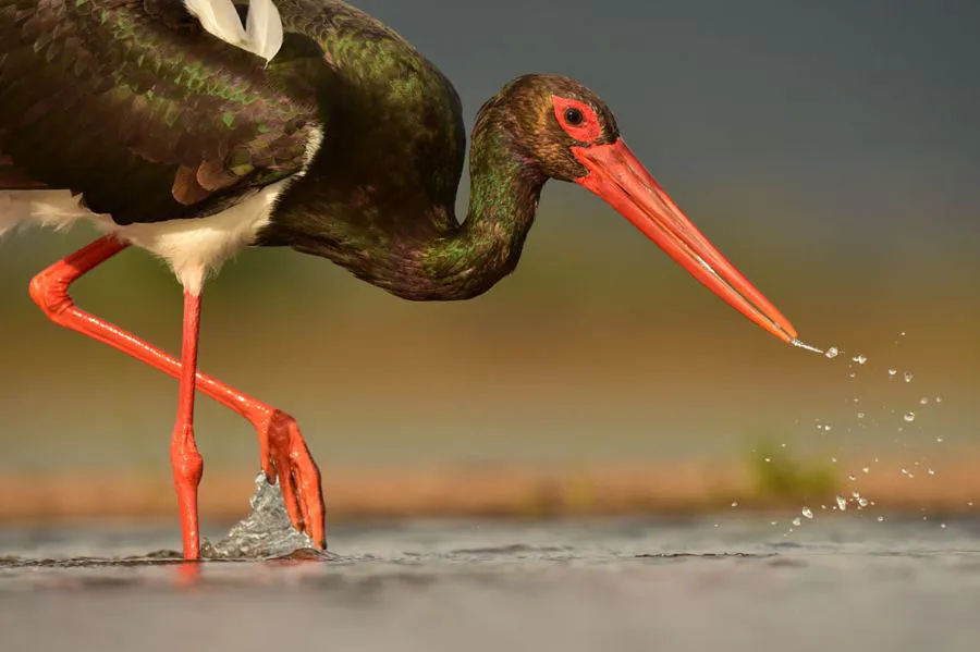 Nikon AF-S Nikkor 600 mm f/4E FL ED VR