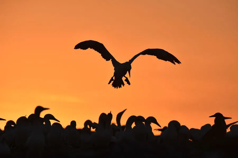 Nikon AF-S Nikkor 600 mm f/4E FL ED VR