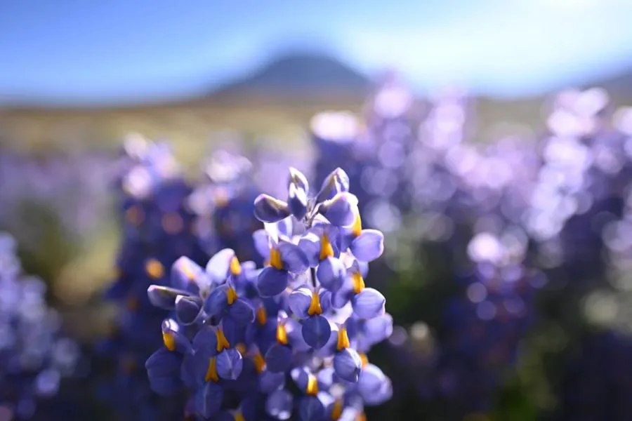 Nikon Nikkor Z 20 mm f/1.8 S
