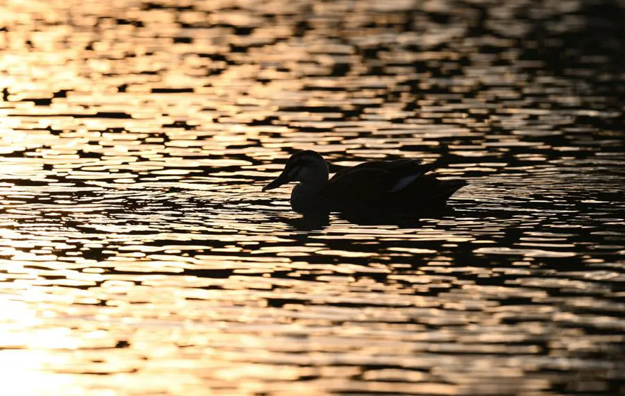Nikon Nikkor Z 600 mm f/4 TC VR S