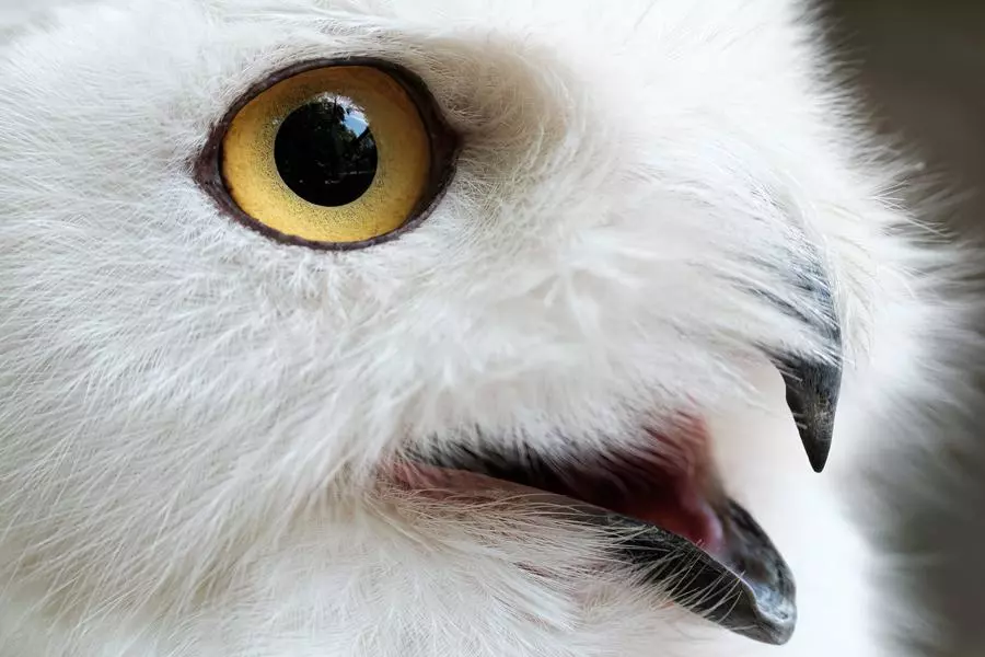 Obiektyw Tamron 150-500 mm f/5-6.7 DI III VC VXD A057 / FujiFilm X