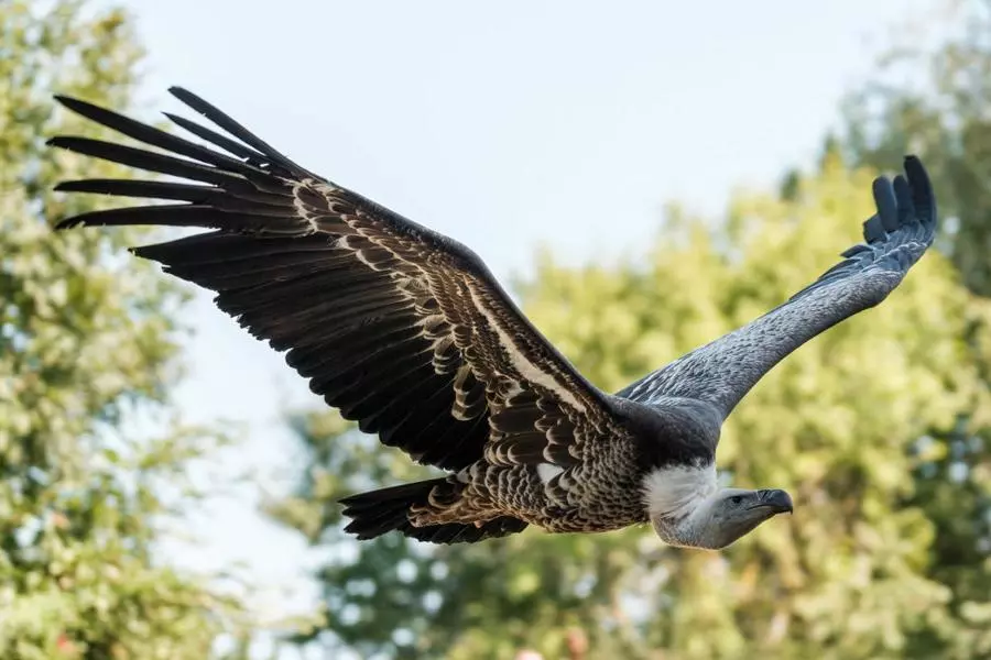 Obiektyw Tamron 150-500 mm f/5-6.7 DI III VC VXD A057 / FujiFilm X