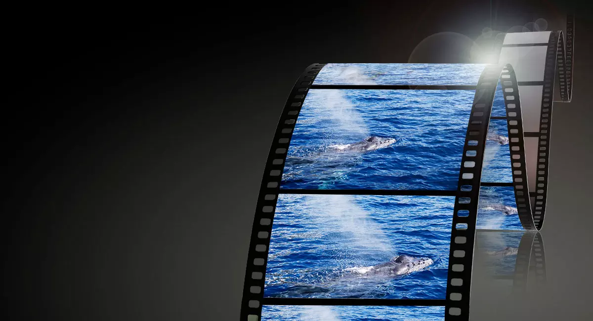 obiektyw-panasonic-lumix-s-24-105-mm-f-4-macro-ois-s-r24105e