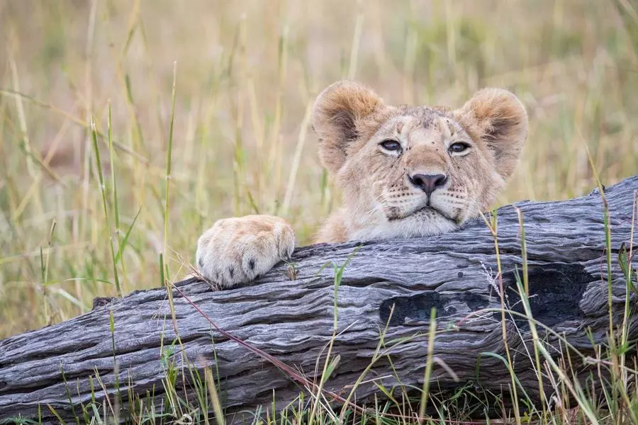 Metalowy, uszczelniony korpus obiektywu SP 150-600 mm o zwiększonej odporności na kurz i wilgoć