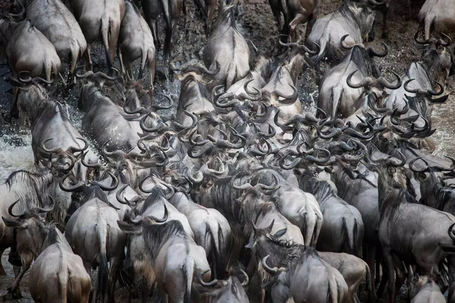 obiektyw-Tamron-SP-150-600-mm-f5-6.3