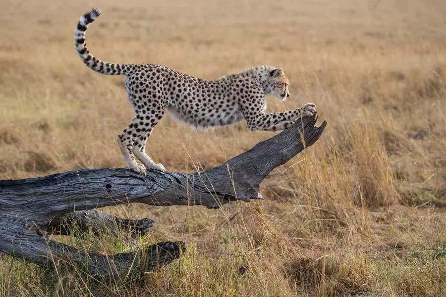 obiektyw-Tamron-SP-150-600-mm-f5-6.3