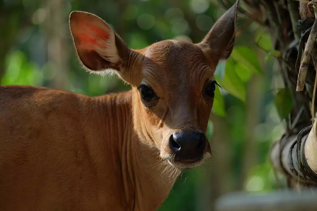 obiektyw-fujifilm-fujinon-xc-50-230-mm-f-4-5-6-7-ois-ii-czarny