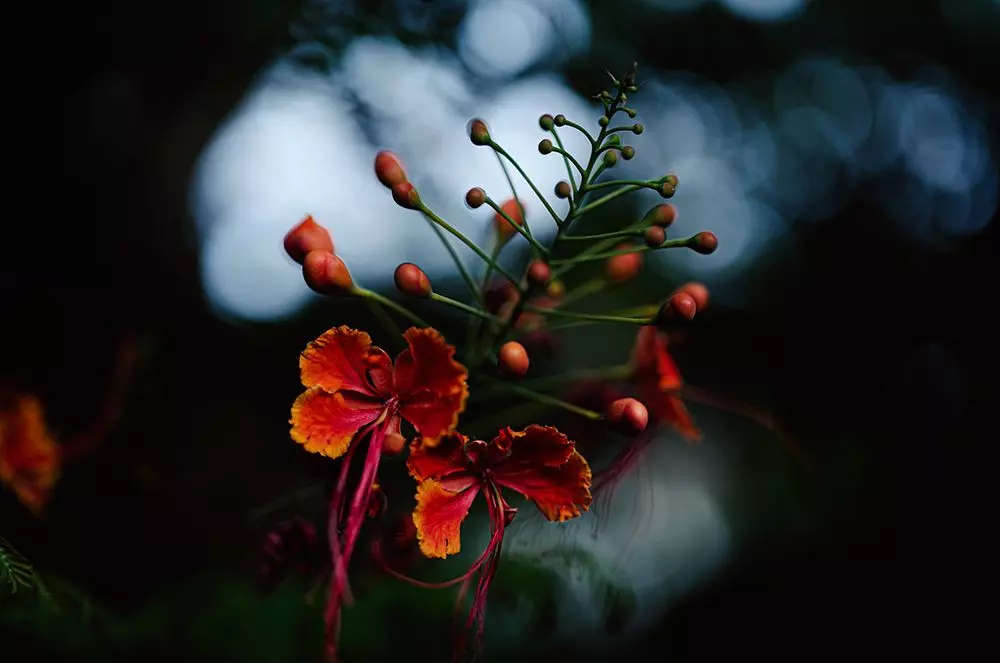 obiektyw-fujifilm-fujinon-xf-33-mm-f-1-4-r-lm-wr