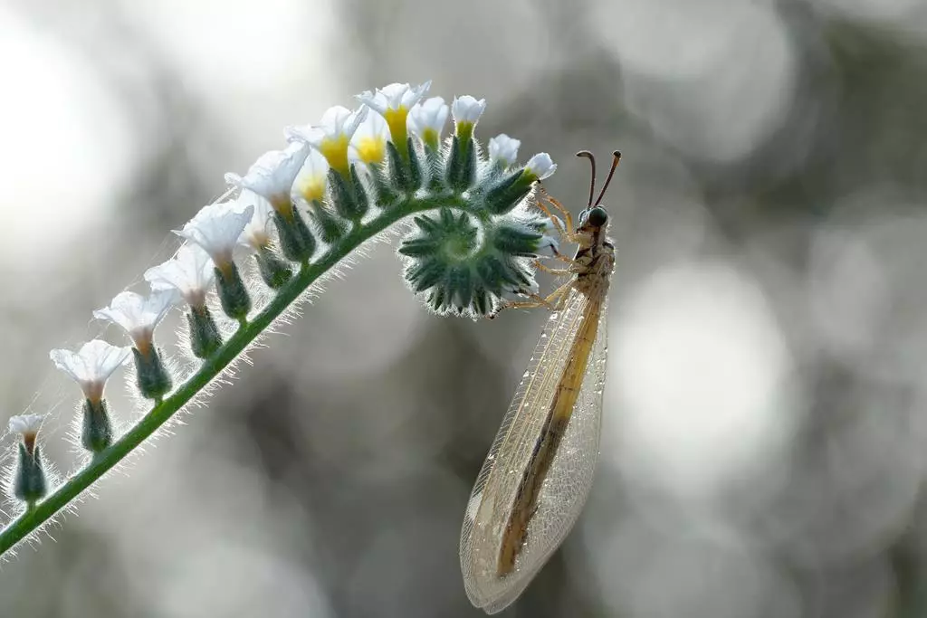 biektyw-fujifilm-fujinon-xf-80-mm-f-2-8-r-lm-ois-wr-macro