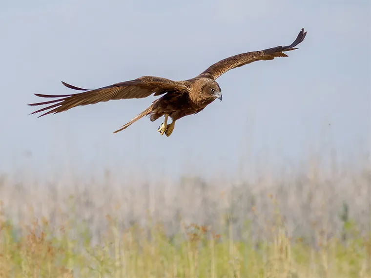 Obiektyw Olympus M.Zuiko Digital ED 100-400 mm f/5.0‑6.3 IS